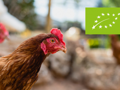 Cómo Servir y Sacar el Mayor Provecho al Pollo Ecológico